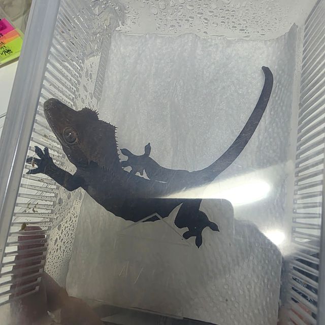 노멀 챠콜 알티