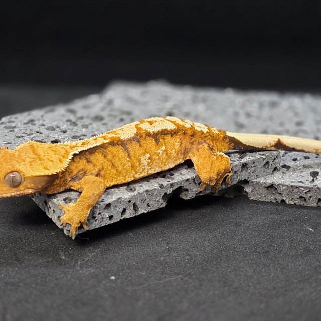 노멀 트라이 텐저린