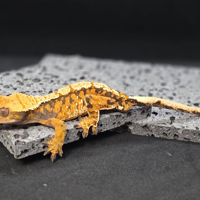 트라이 텐저린 노멀