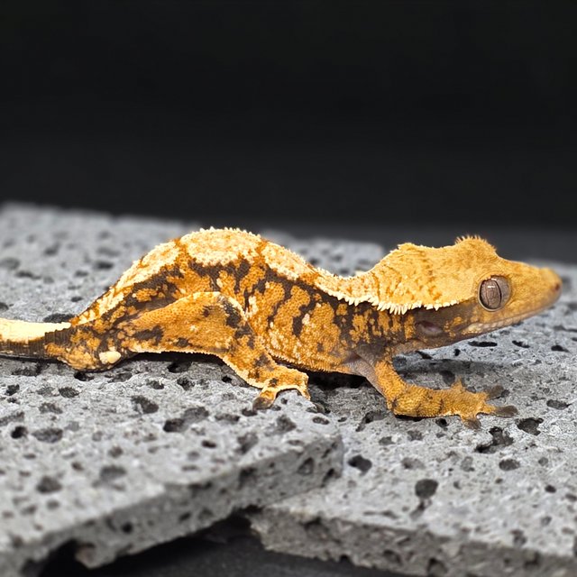 트라이 텐저린 노멀