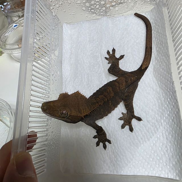 노멀 챠콜 알티