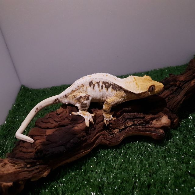 릴리화이트 트라이