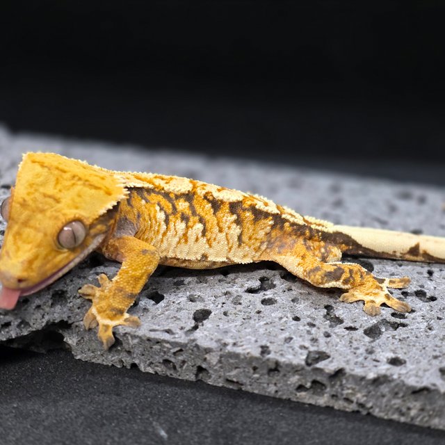 노멀 트라이 텐저린