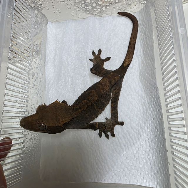 노멀 챠콜 알티
