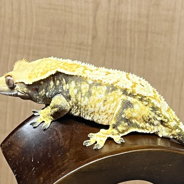 노멀 익스트림할리퀸 트라이