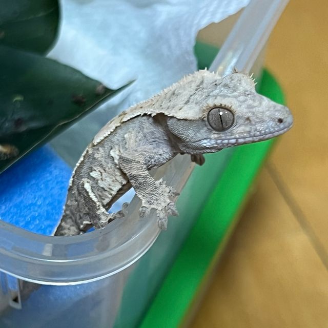 노멀