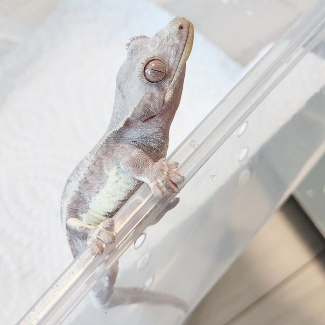 프라푸치노 팬텀