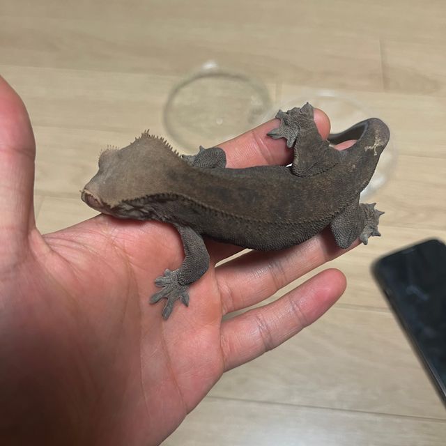 카푸치노 팬텀 다크