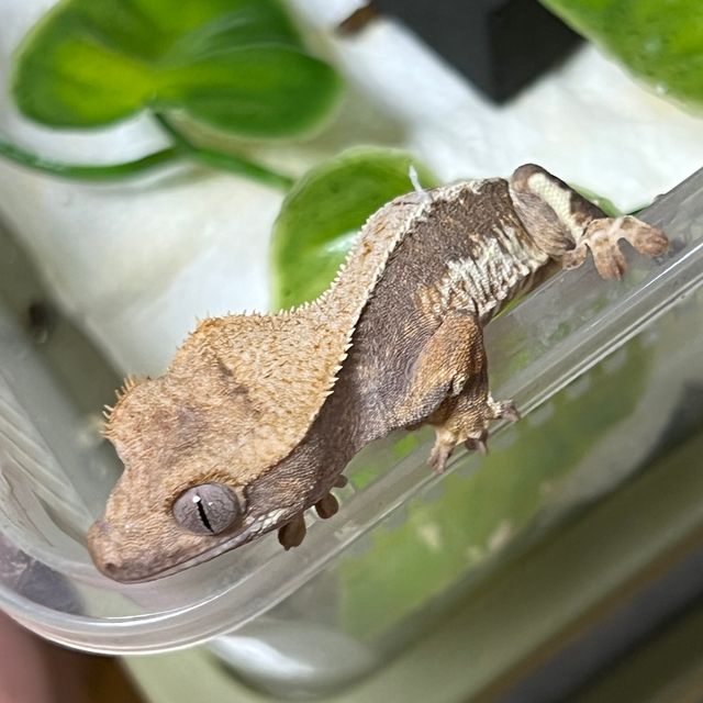 노멀