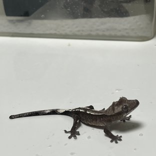 아잔틱