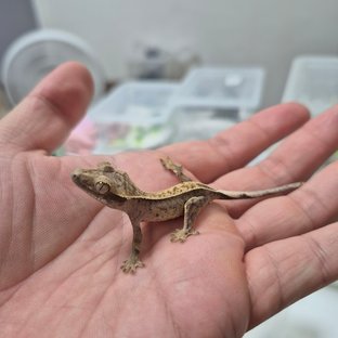 노멀 풀핀