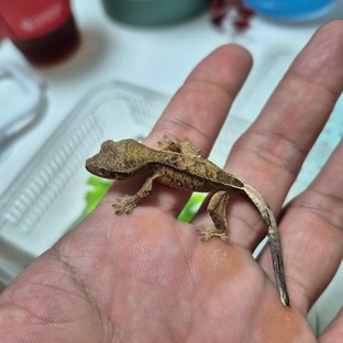 노멀 팬텀 다크