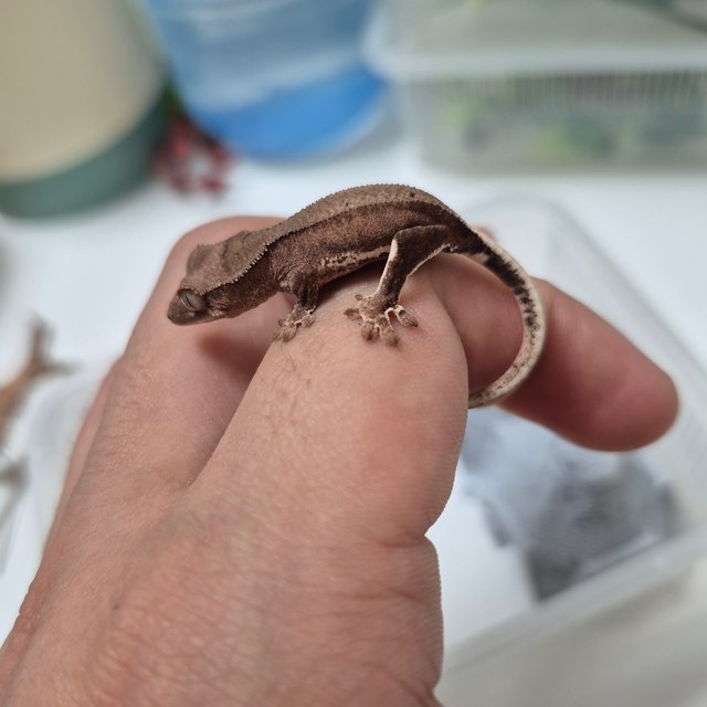 프라푸치노 팬텀 레드 다크