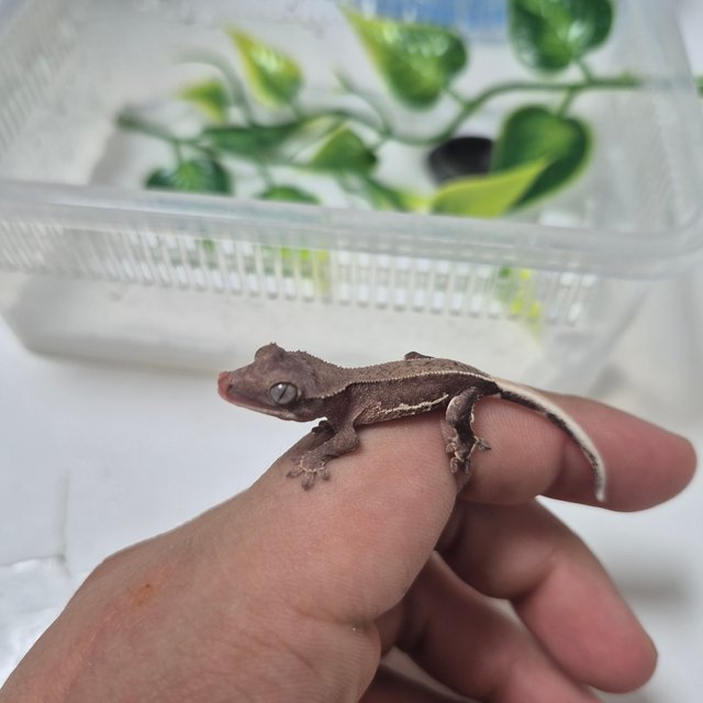 릴리화이트 프라푸치노 카푸치노 팬텀 레드