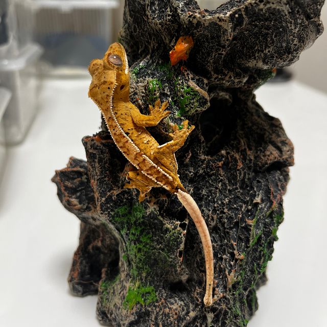 노멀 달마시안 옐로우 크림시클