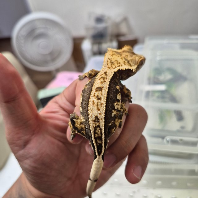 노멀 풀핀 트라이 익스트림할리퀸