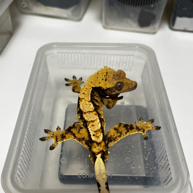 노멀 트라이 달마시안 드리피 할리퀸 텐저린