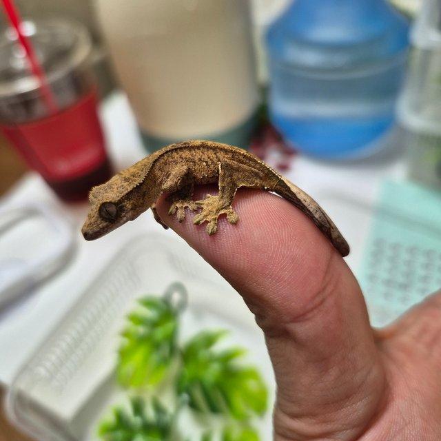 노멀 팬텀 다크