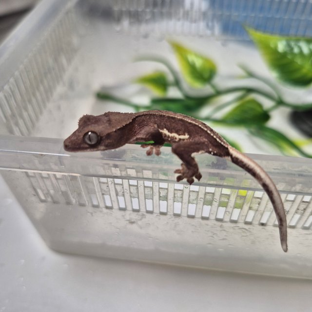 릴리화이트 프라푸치노 카푸치노 팬텀 레드