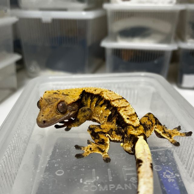 노멀 트라이 달마시안 드리피 할리퀸 텐저린