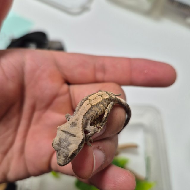 노멀 타이거 트라이