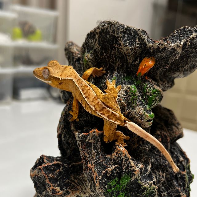 노멀 달마시안 옐로우 크림시클