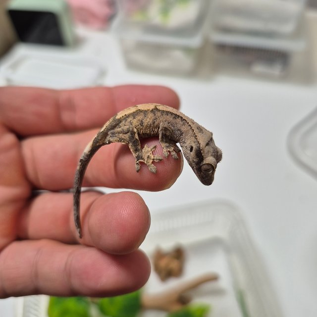 노멀 타이거 트라이