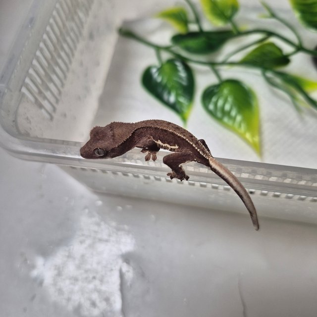 릴리화이트 프라푸치노 카푸치노 팬텀 레드