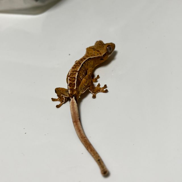 노멀 달마시안 옐로우 크림시클