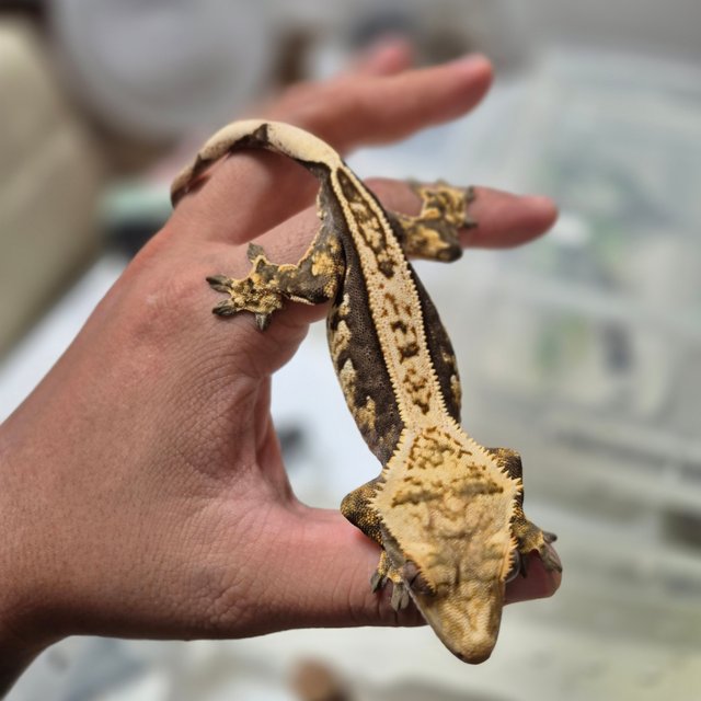 노멀 풀핀 트라이 익스트림할리퀸