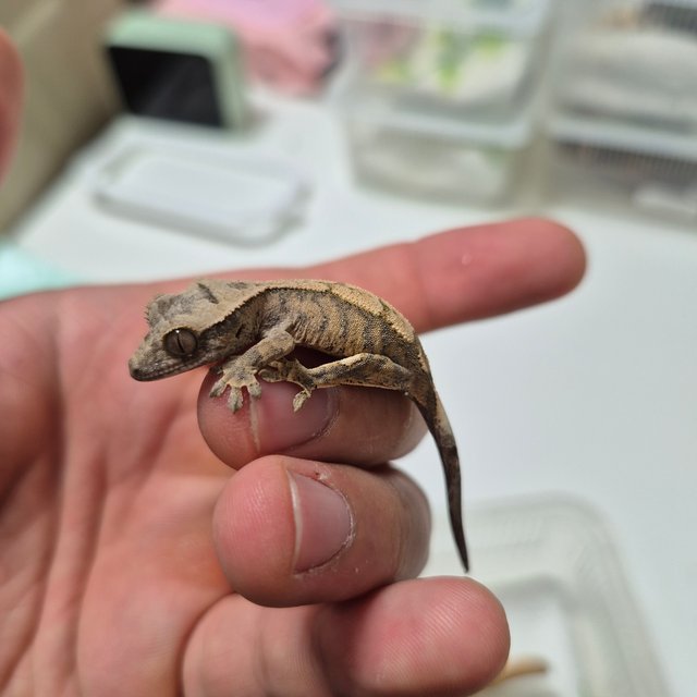 노멀 타이거 트라이