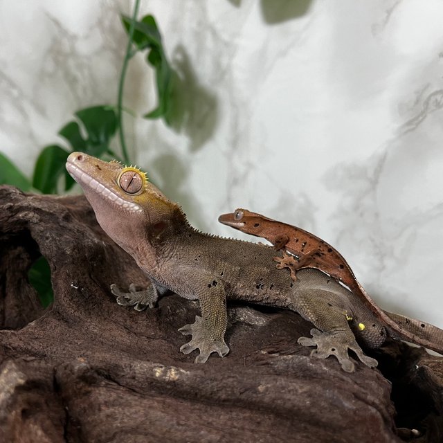 100%헷아잔틱 패턴리스 달마시안 다크