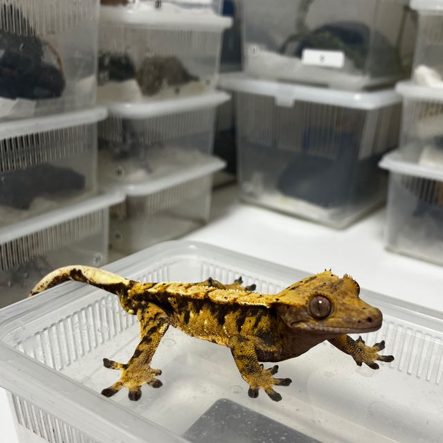 노멀 트라이 달마시안 드리피 할리퀸 텐저린