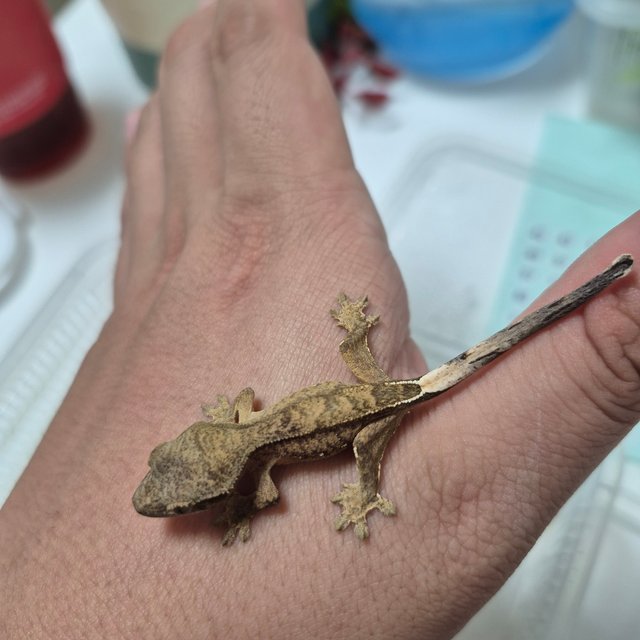 노멀 팬텀 다크