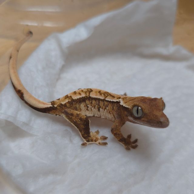 트라이