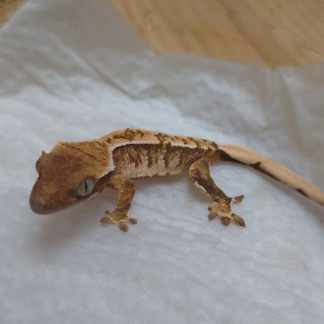 트라이