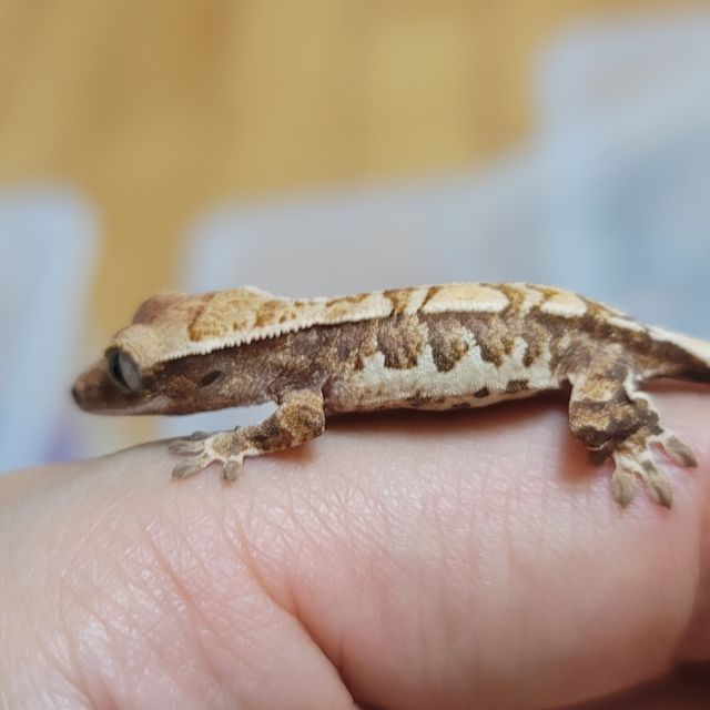 트라이