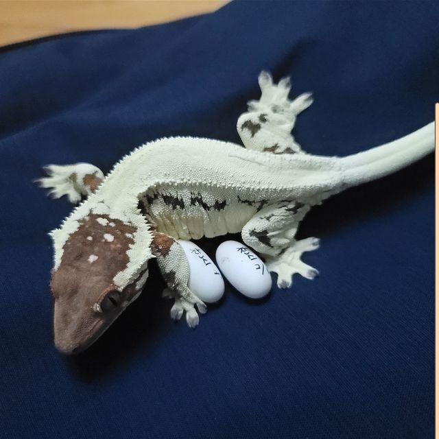 프라푸치노