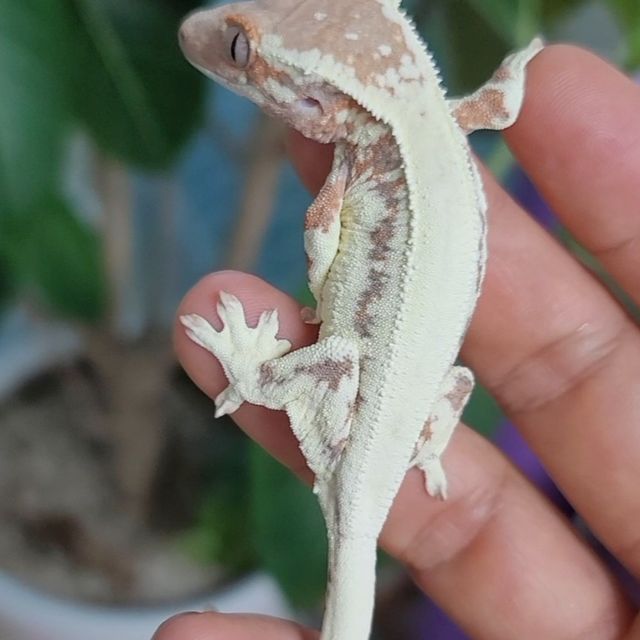 프라푸치노