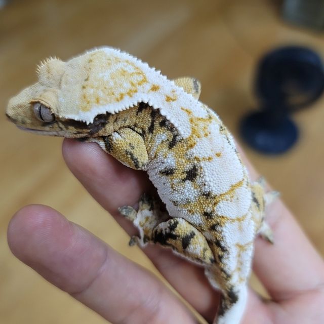 트라이