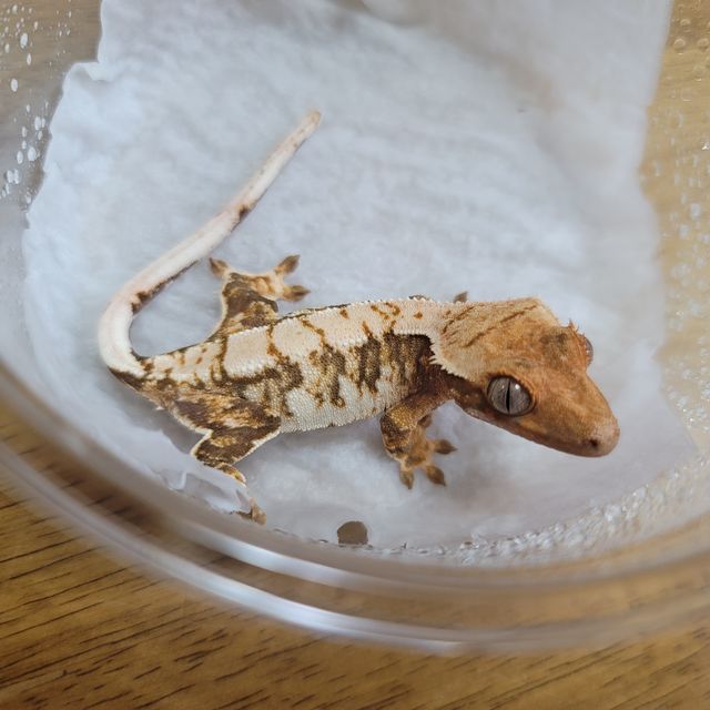 트라이