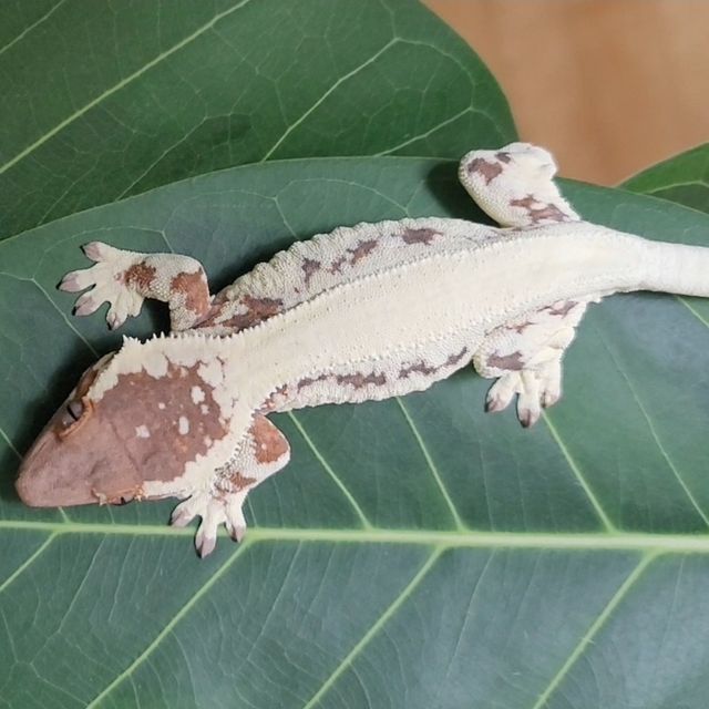 프라푸치노