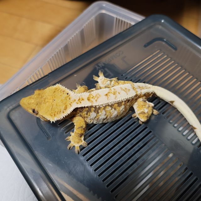 트라이