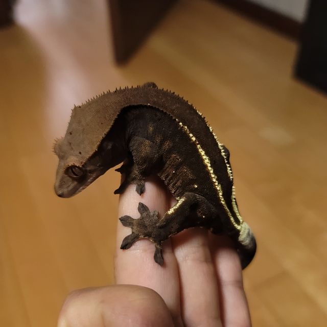 카푸치노