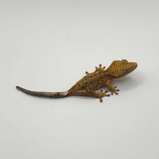 슈퍼달마시안