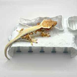 레드 릴리화이트