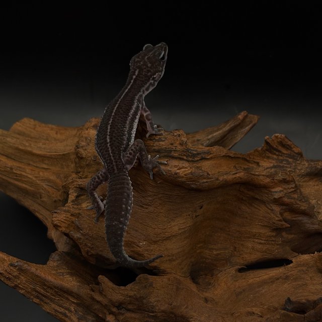 슈퍼스노우 블랙나이트