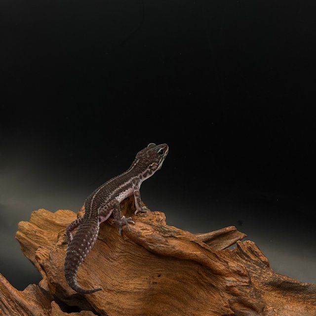 슈퍼스노우 블랙나이트