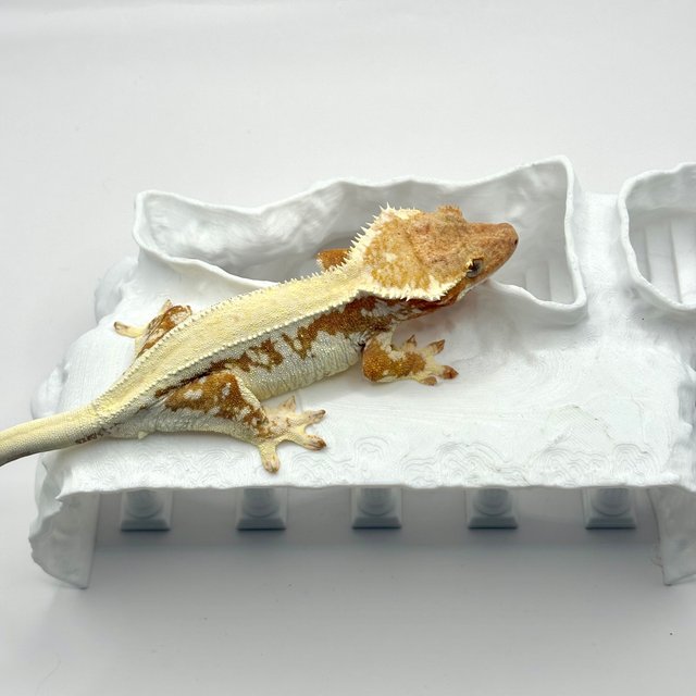 레드 릴리화이트