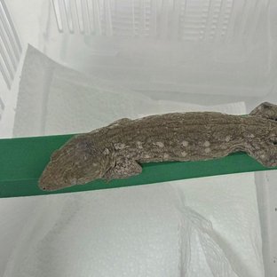 카나와 하이 컬러